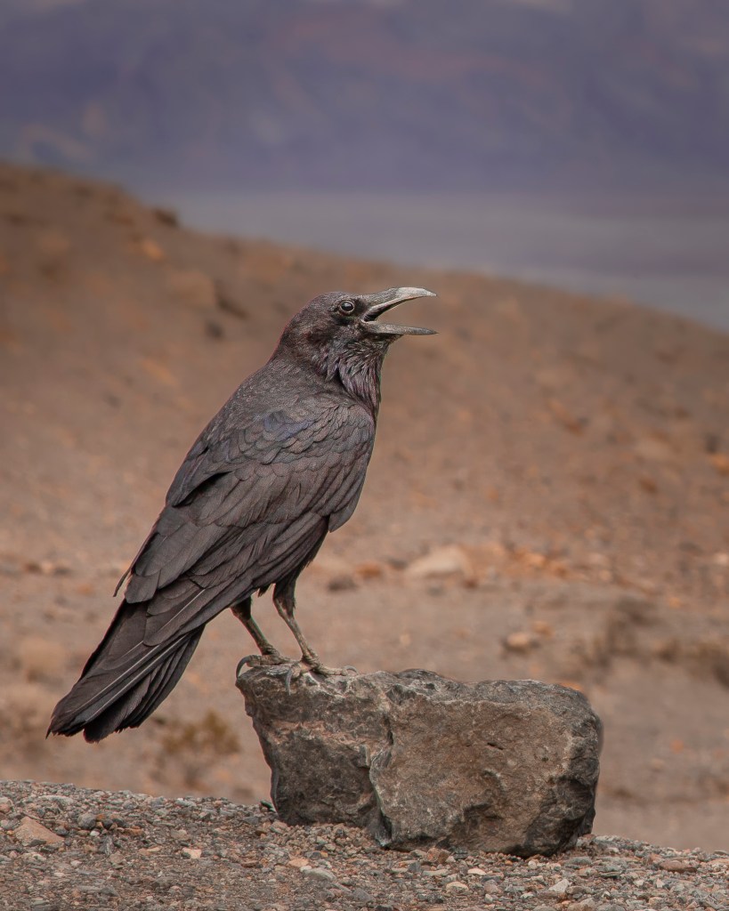 an American crow perched on a rock in a desert landscape
