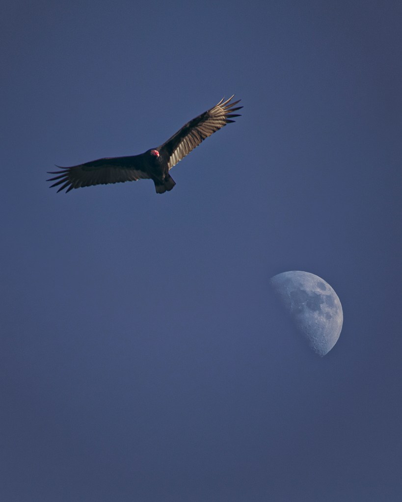 a turkey vulture soaring in a dusk-blue sky with a half moon