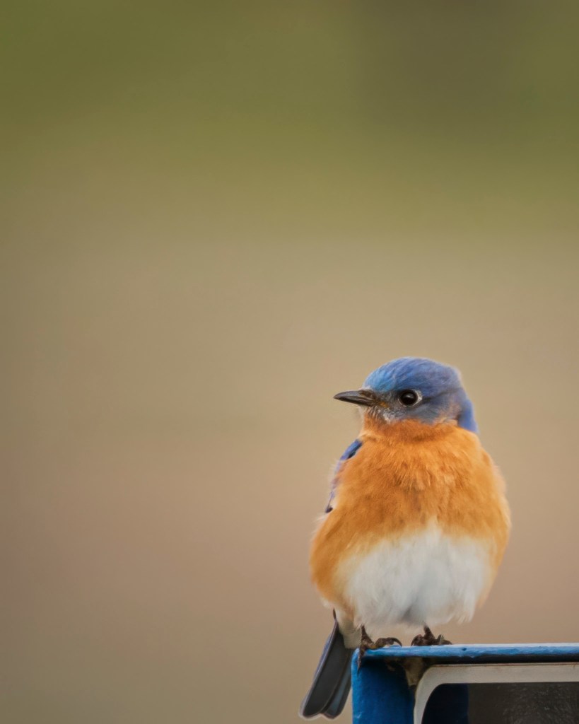 a bluebird perched on a sign