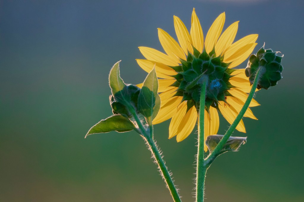 a sunflower bloom