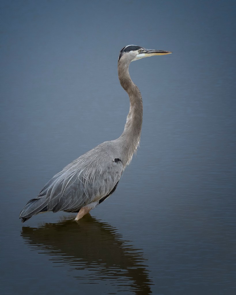 a great blue heron standing in shallow water