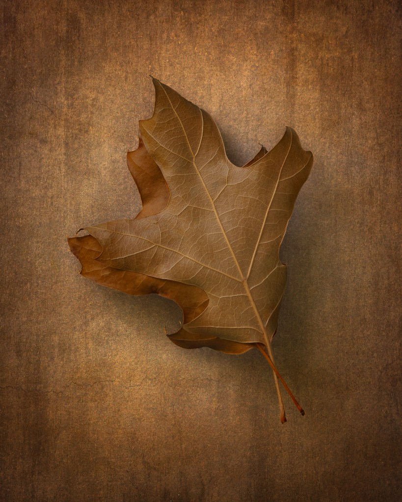 two brown leaves photographed against a brown background