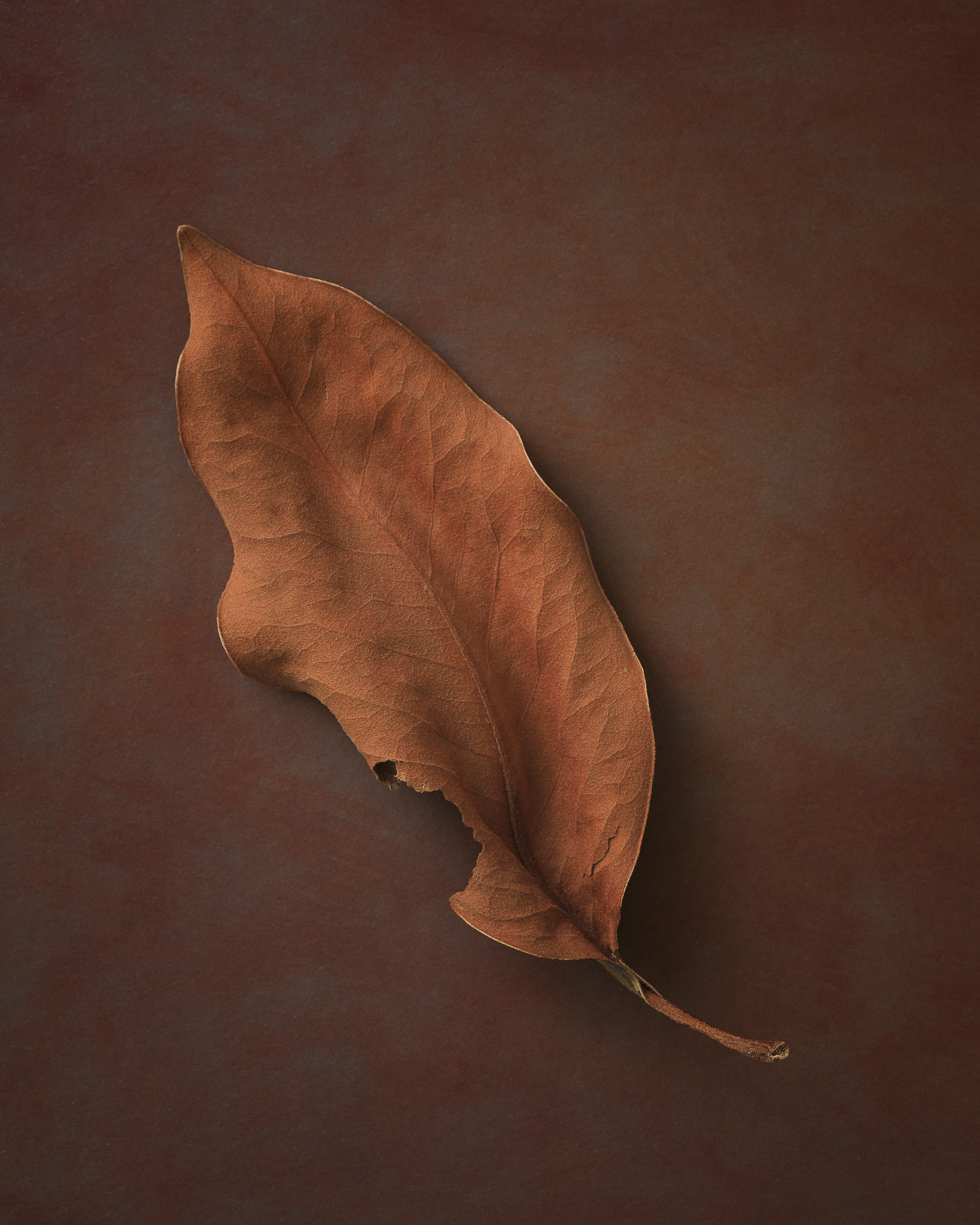 Leaves – denny B Photo