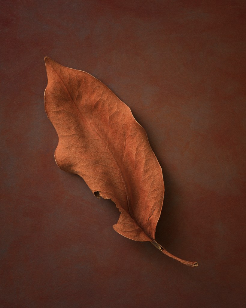 a brown leaf photographed against a dark background