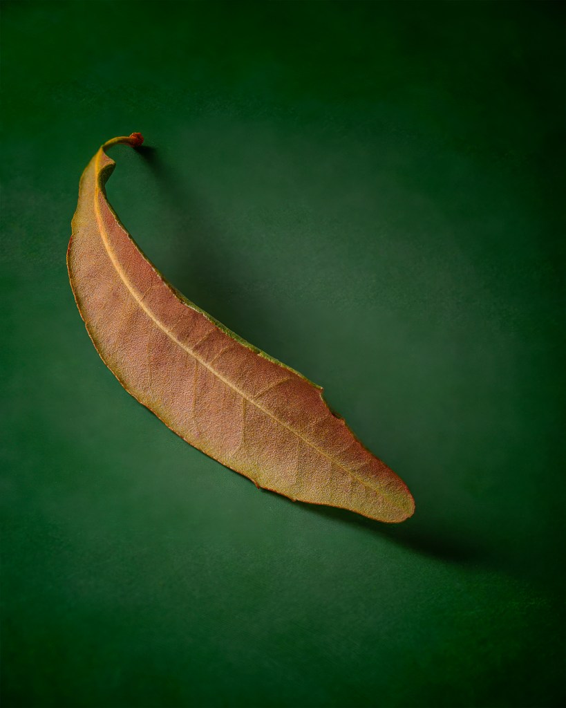 a brown leaf photographed against a green background