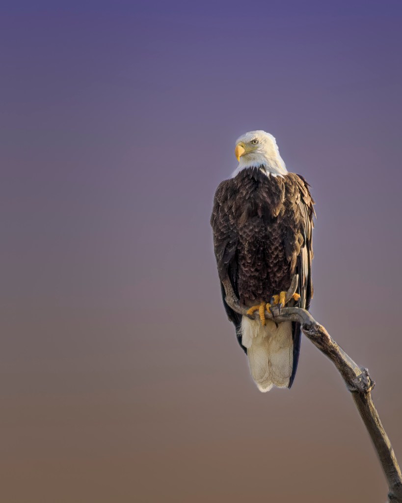 a bald eagle perched on a leafless branch