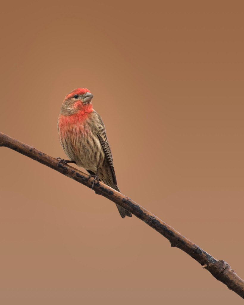 a house finch perched on a leafless branch