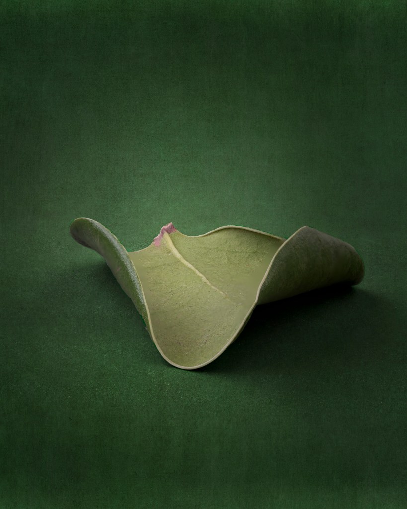 a green leaf photographed against a green background