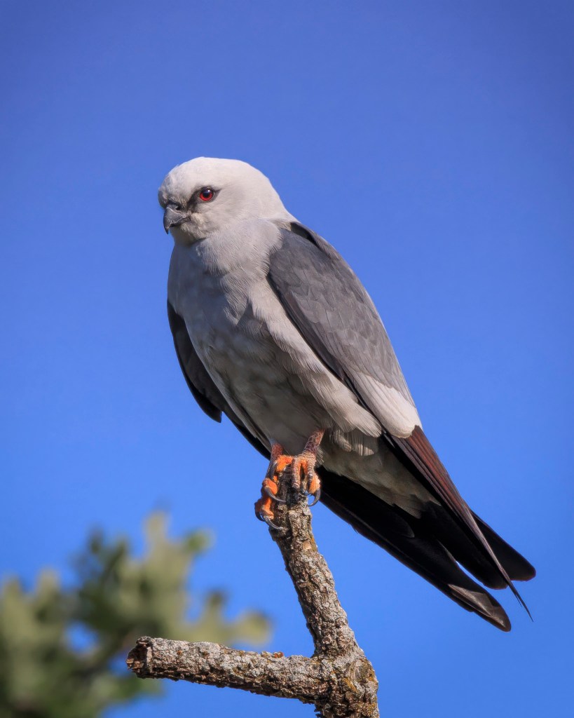 a Mississippi kite perched on a leafless branch against a blue sky