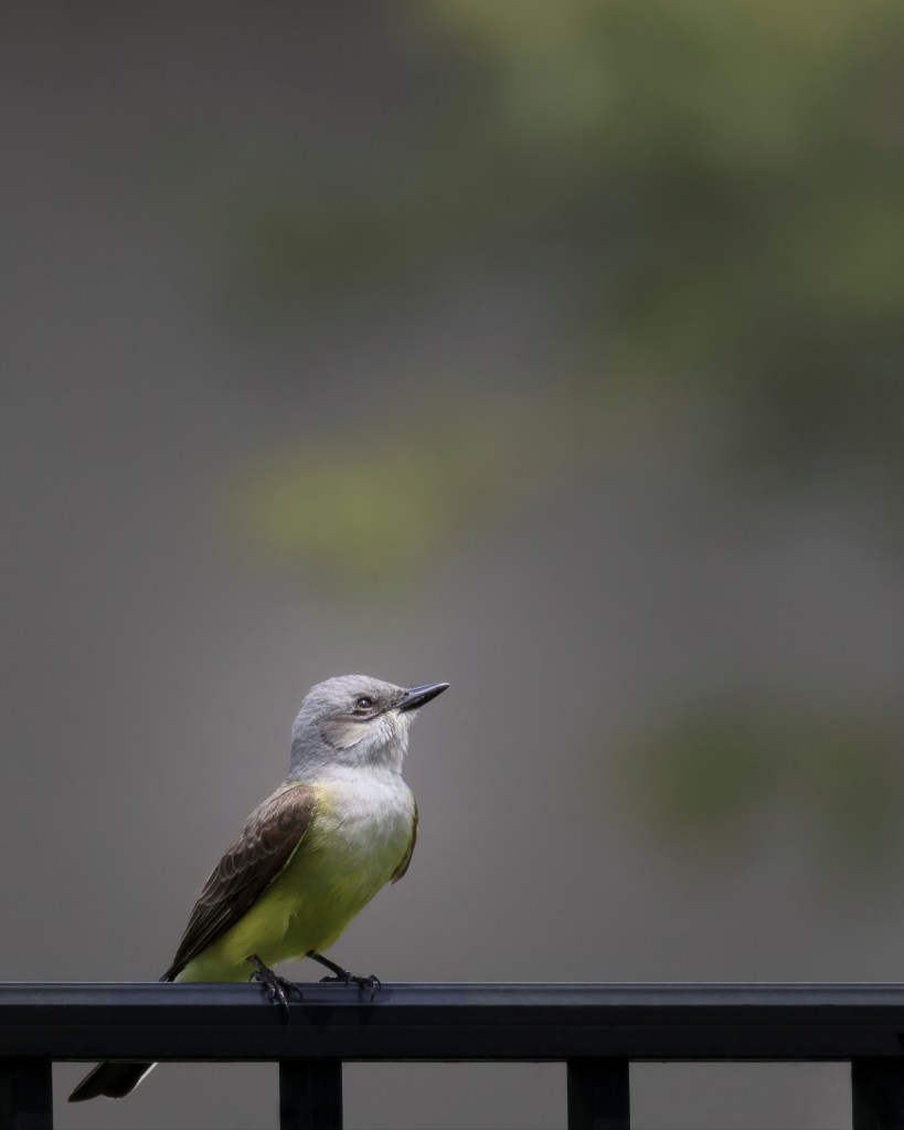 a kingbird sitting on an iron fence