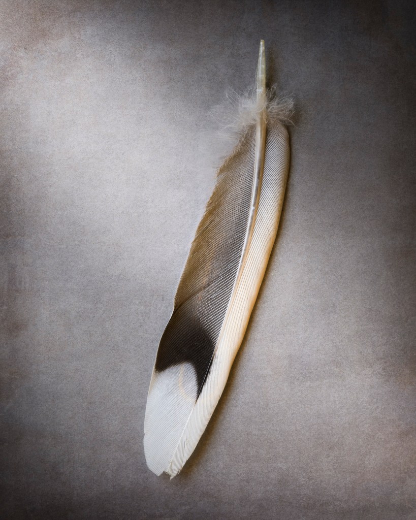 a single bird's feather photographed against a gray texture
