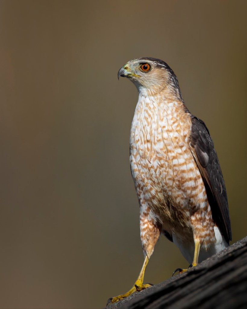 a sharp-shinned hawk standing on a sloped roof
