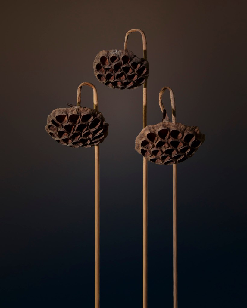 three empty water lily seed pods