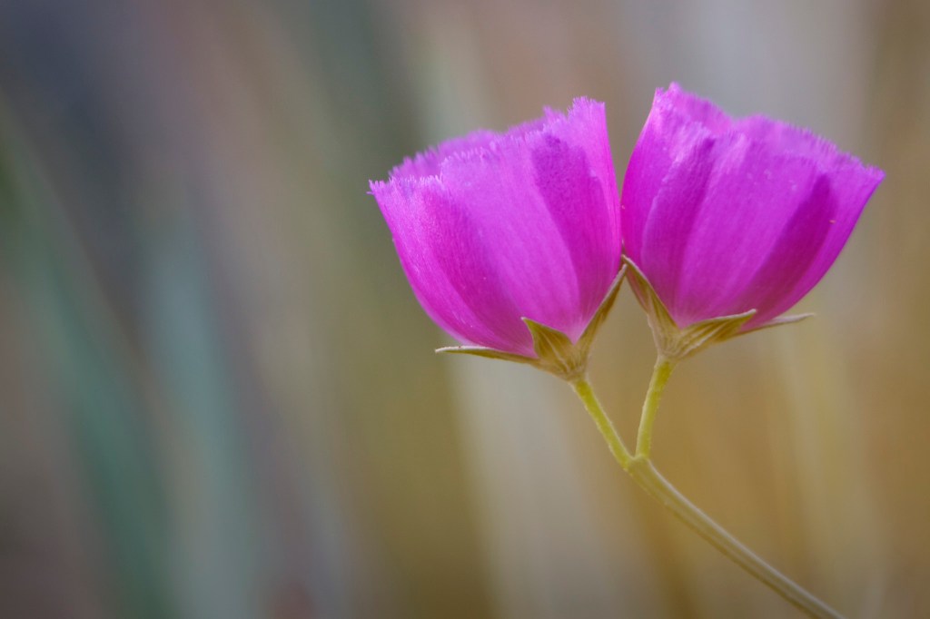 a double wine cup flower