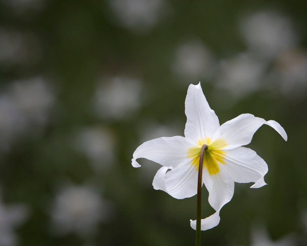 an avalanche lily 