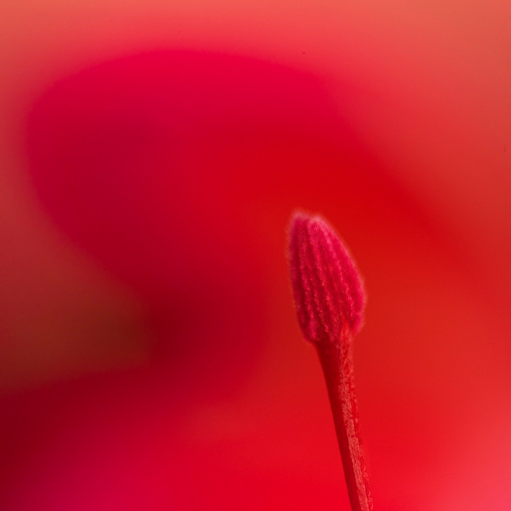 close-up photo of a red flower