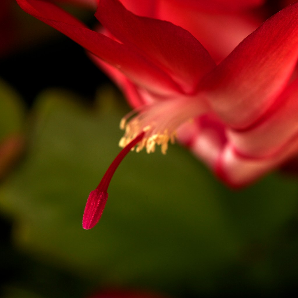 a closeup photo of a red flower