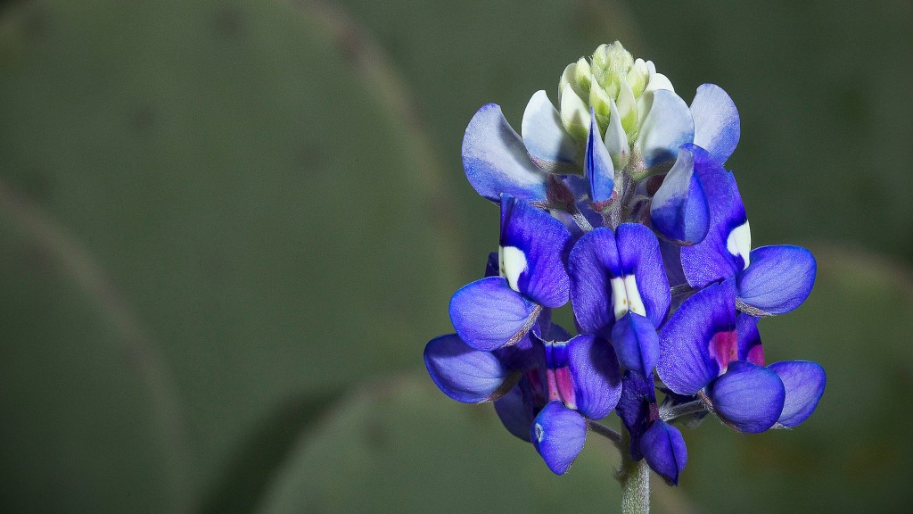 a bluebonnet flower with cactus background