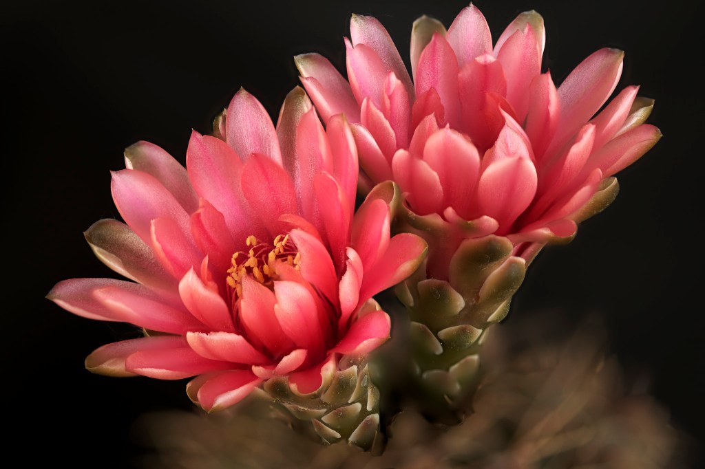two pink cactus blooms